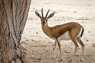 Dorcas gazelle (Gazella dorcas) inhabits nature desert reserve near Eilat, Israel. Expanding human civilization in the Middle East is a major threat to populations of this species
