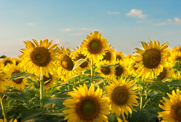 Sunflowers in the fields during sunset in Thailand