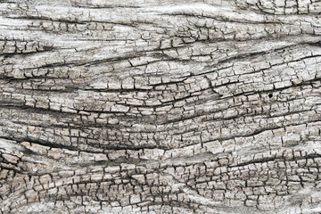Texture of old wood background