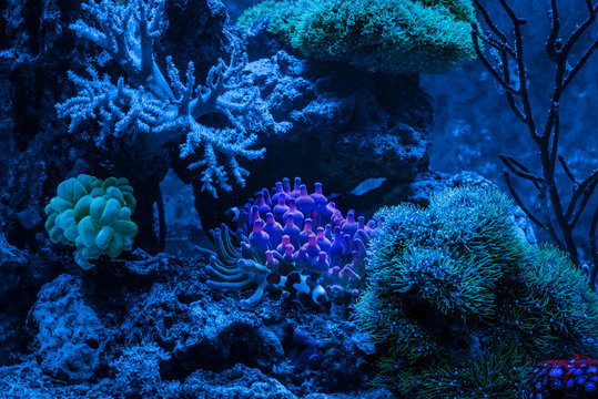 Reef tank, marine aquarium. Gorgonaria Euplexaura, Sea Fan. Clavularia. Zoanthus. Blue aquarium full of plants. Tank filled with water for keeping live underwater animals. Night view.