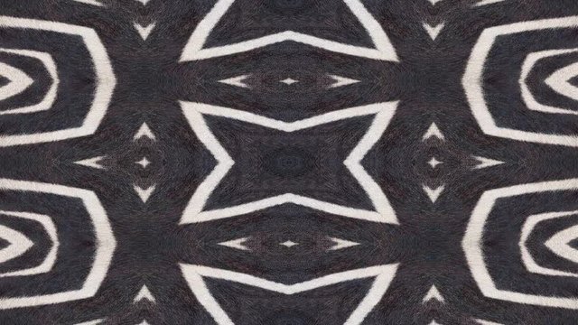 Abstract background rolling in seamless loop. Natural fur kaleidoscopic pattern. Animation of abstract background shapes. Natural exotic oriental pattern originally based on zebra stripes.