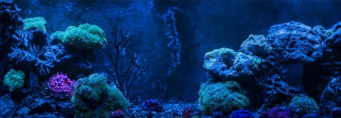  Riftank, zeeaquarium. Gorgonaria Euplexaura, Zeewaaier. clavularia. Zoanthus. Blauw aquarium vol planten. Tank gevuld met water voor het houden van levende onderwaterdieren. Nacht zicht. © taylon