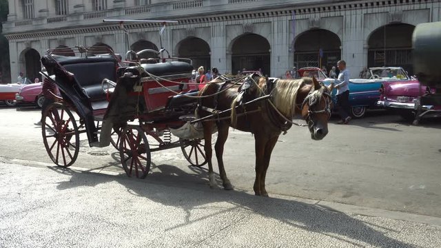 Wagon pulled by a horse on the street of Havana at summer sunny day
