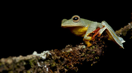 Beautiful Frog, Frog , Tree Frog, Tree frog on branch , Frog of