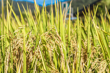 Paddy rice field close up grain seed at north Thailand.
