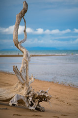 Fototapeta premium Dead tree 