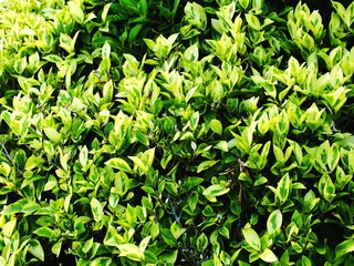top view natural green leaves texture background