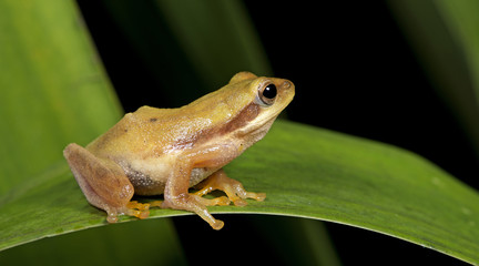 Beautiful Frog, Frog , Frog on green leaf , Frog of Thailand