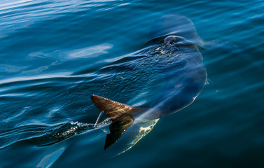 Fototapeta premium Great White Shark Underwater . Great White shark (Carcharodon carcharias) in the water of Pacific ocean near the coast of South Africa