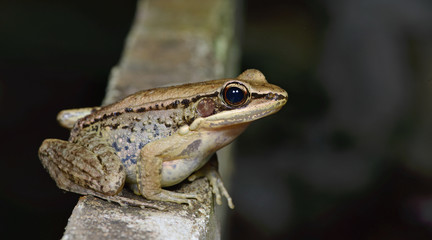 Beautiful Frog, Frog , Frog on the rocks , Frog of Thailand