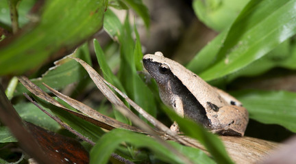 Beautiful Frog, Frog , Frog on green leaf , Frog of Thailand