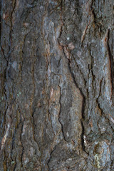 Closeup of pine bark background