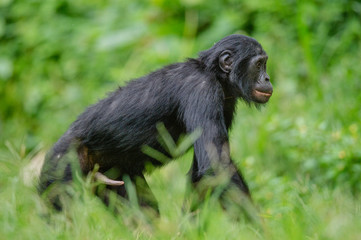 Bonobo male walk in natural habitat on Green natural background. The Bonobo ( Pan paniscus), called the pygmy chimpanzee. Democratic Republic of Congo. Africa