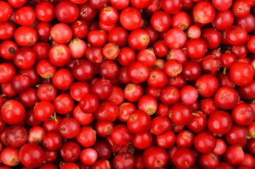 Lingonberry (Vaccinium vitis-idaea)