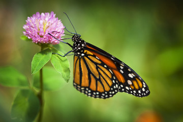 Monarch Butterfly on pink flower with shallow depth of field. Focus is on the insects eye.