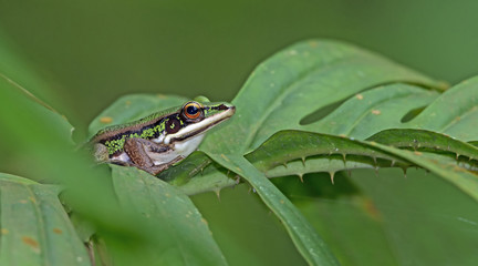 Beautiful Frog, Frog , Frog on green leaf , Frog of Thailand