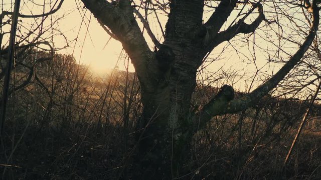 slide von links nach rechts von altem baum im letzten licht der untergehenden sonne