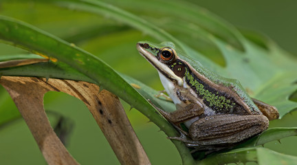Beautiful Frog, Frog , Frog on green leaf , Frog of Thailand