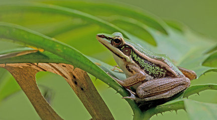 Beautiful Frog, Frog , Frog on green leaf , Frog of Thailand