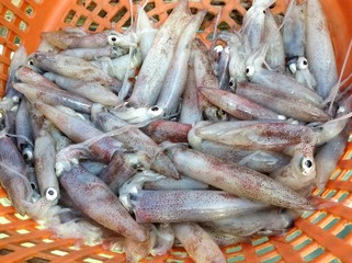 Fresh squid prepared 