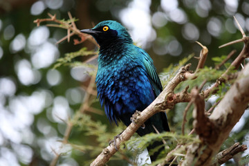 Burchell`s starling on the tree branch. Wild nature.  Kruger National Park.  Safari.  Autumn in South Africa.