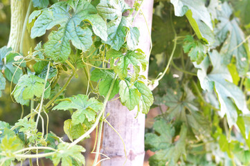 bitter melon leaf in bitter melon garden with sunlight