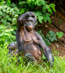 Mother and Cub of Bonobo in natural habitat. Close up Portrait . Green natural background. The Bonobo ( Pan paniscus), called the pygmy chimpanzee. Democratic Republic of Congo. Africa
