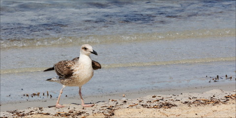 mouette