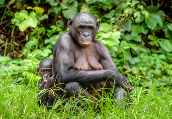 Mother and Cub of Bonobo in natural habitat. Close up Portrait . Green natural background. The Bonobo ( Pan paniscus), called the pygmy chimpanzee. Democratic Republic of Congo. Africa