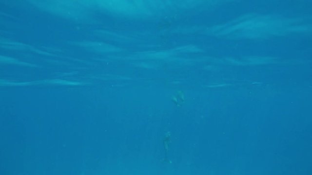 mehrere Delfine schwimmen im Meer