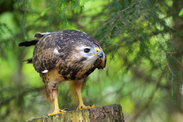 Mäusebussard auf der Jagd