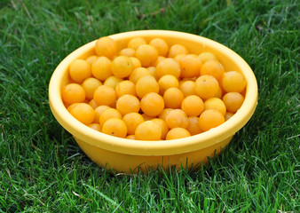 Yellow ripe plum in a round bowl on a background of green grass.