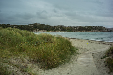 grass on beach in Norway