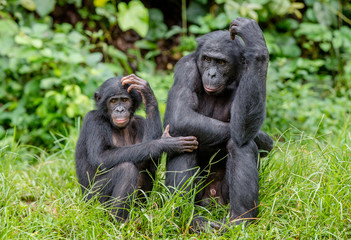 Bonobo in natural habitat. Green natural background. The Bonobo