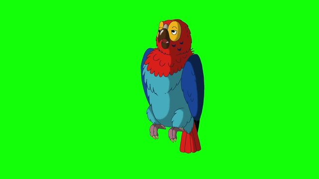 Colorful Parrot Talks. Green Screen Video Footage. Looped motion graphic.