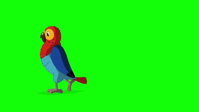 Colorful Parrot Walks and Stops. Green Screen Video Footage. Looped motion graphic.