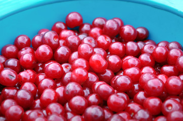 Pile of red ripe cherry in blue dish close up.
