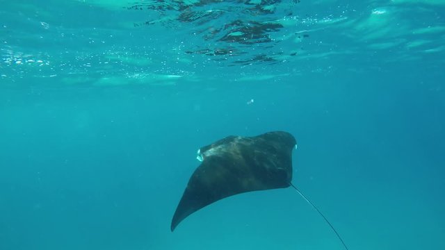 ein gro&szlig;er Manta schwimmt im Meer