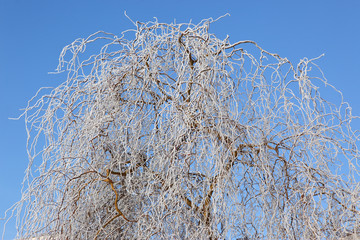 Drzewa liściaste w zimie - obrazy, fototapety, plakaty