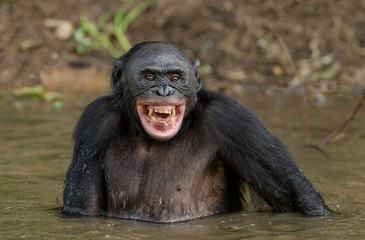Chimpanzee Bonobo in the water with pleasure and smiles. Bonobo standing in water looks for the fruit which fell in water. Bonobo (Pan paniscus). Democratic Republic of Congo. Africa Natural habitat.