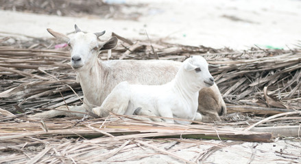 Fototapeta premium two white lambs lying on reed