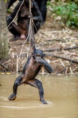 Wild juvenile Bonobo hanging from lianas and drink from pond. Natural habitat. The Bonobo ( Pan paniscus), called the pygmy chimpanzee. Democratic Republic of Congo. Africa