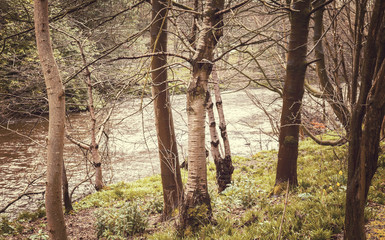 Fototapeta premium Wild forest stream