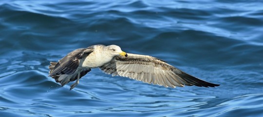 Flying Juvenile Kelp gull (Larus dominicanus), also known as the Dominican gull and Black Backed Kelp Gull. Natural blue ocean water background. False Bay, South Africa