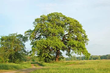 Spring oak tree