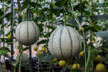Organic green melon for good healthy food in farm.