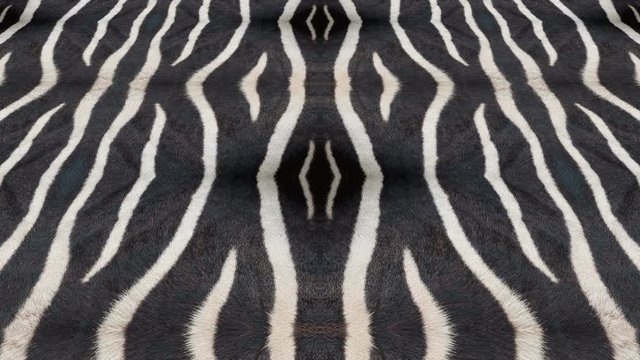 Abstract background rolling in seamless loop. Natural fur kaleidoscopic pattern. Animation of abstract background shapes. Natural exotic oriental pattern originally based on zebra stripes.