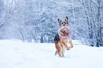 dog breed German Shepherd fun playing with toy puller in the winter forest