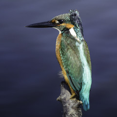 Kingfisher is ready for action