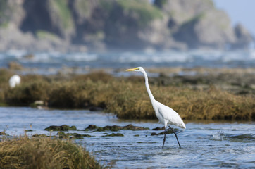 海辺の白鷺
